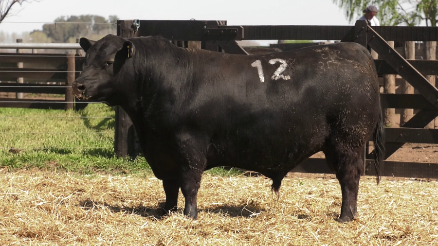 Lote TOROS ANGUS PURO CONTROLADO