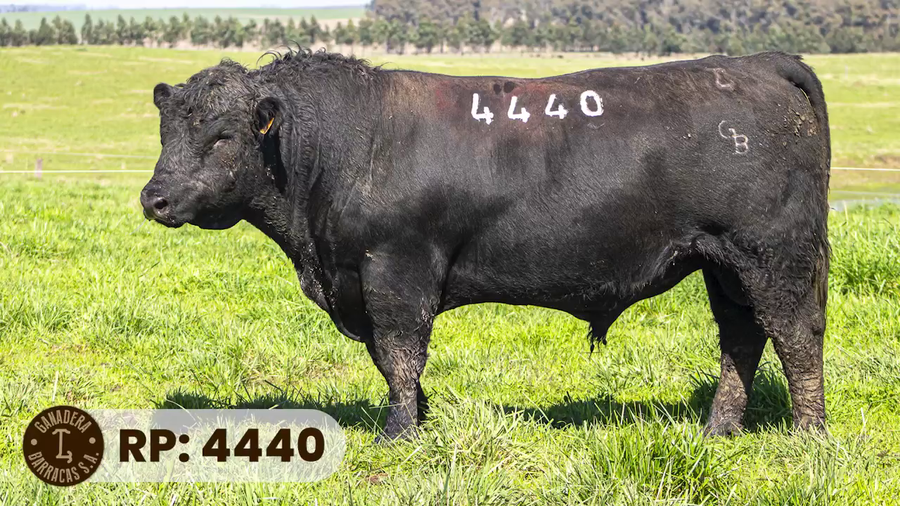 Lote RP 4440