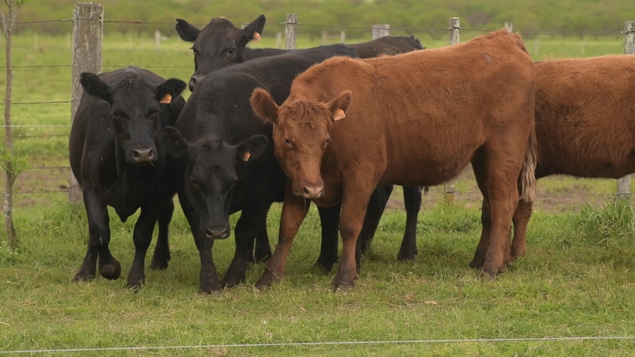 Lote 5 Vaquillonas sin servicio