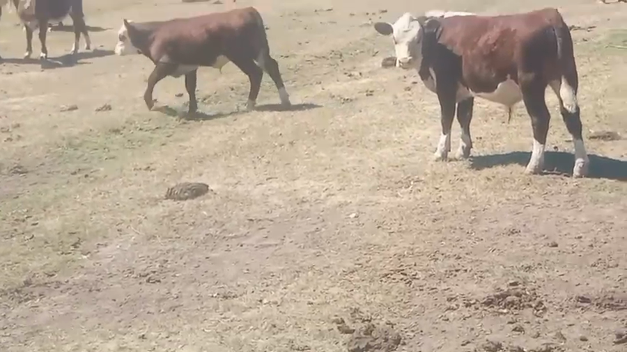 Lote 140 Terneros