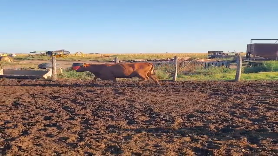 Lote 31 Vacas Preñadas CUT c/Gtia