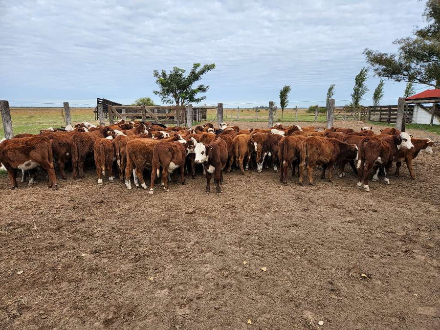 Lote 80 Terneros/as en Esquina, Corrientes
