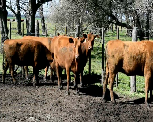 Lote VACAS COL. BASE PREÑADAS