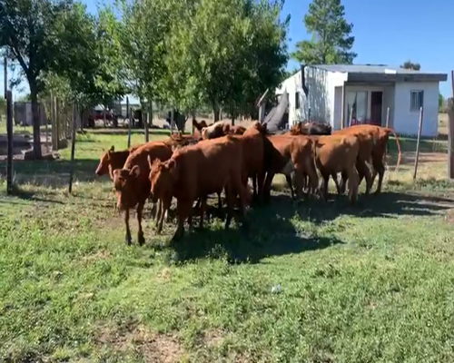 Lote TERNERAS
