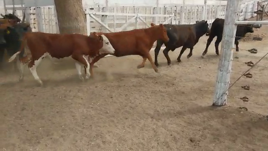 Lote 150 Terneras Brangus y Cruzas Británicas en Las Peñas, Córdoba