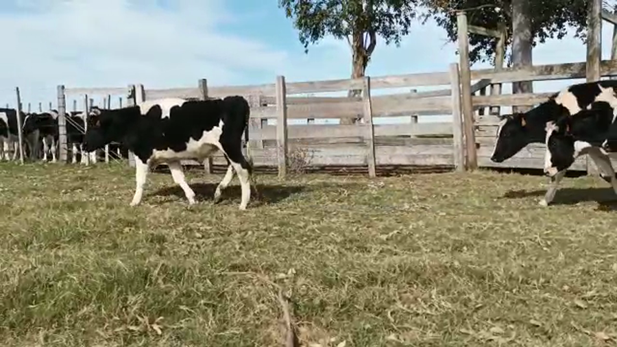 Lote 14 Terneros HOLANDO a remate en 4to remate ENTRE MARTILLOS 254kg -  en CERRO