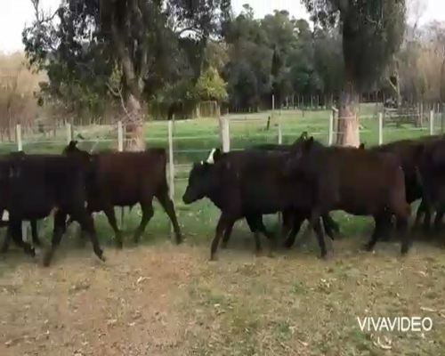 Lote 65 Terneras en Chascomús, Buenos Aires