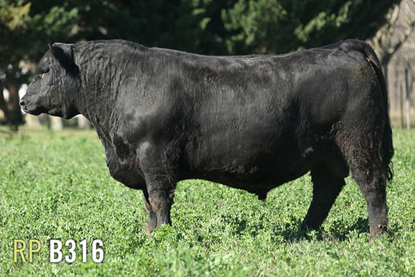 Lote 3 TOROS PUROS DE PEDIGREE