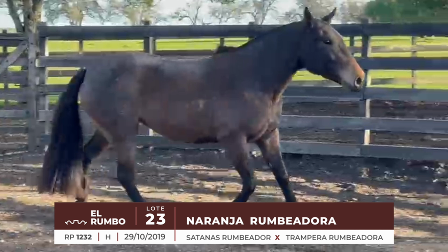 Lote NARANJA RUMBEADORA