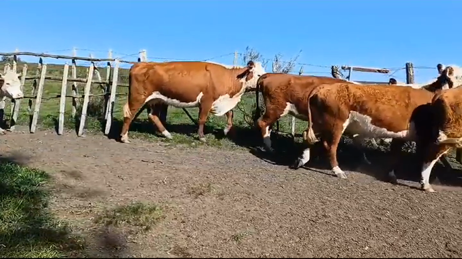 Lote (Vendido)9 Vacas preñadas HEREFORD a remate en #37 Pantalla Carmelo en PUNTAS DEL PERDIDO