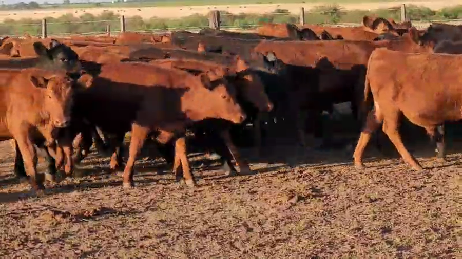 Lote 69 Terneros en Villaguay, Entre Ríos