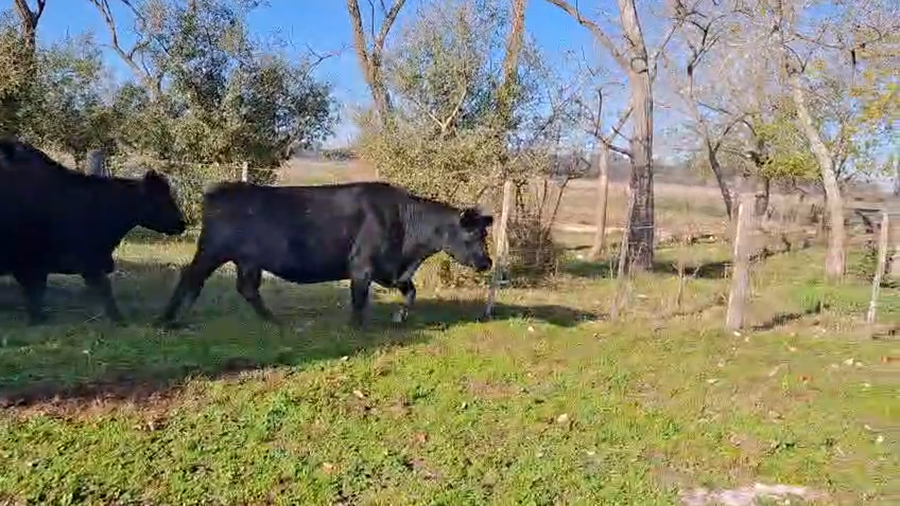 Lote 10 Vacas CUT preñadas