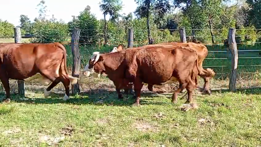 Lote 14 Vacas de invernar