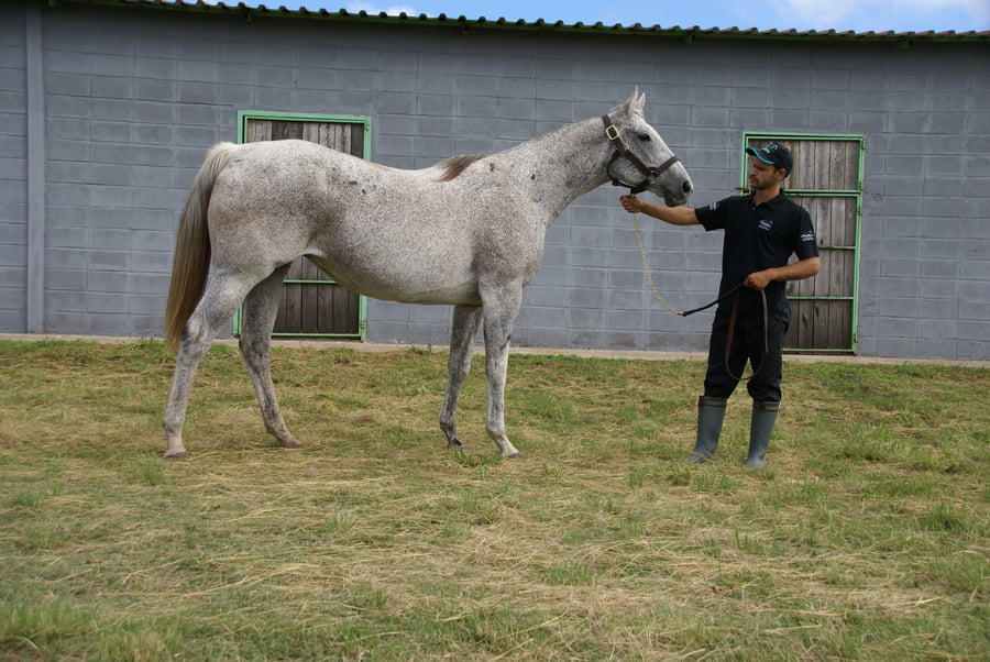 Lote MANO MORA (Usa)