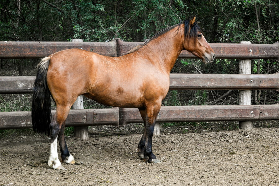 Lote TINAJERA CHIQUILINA