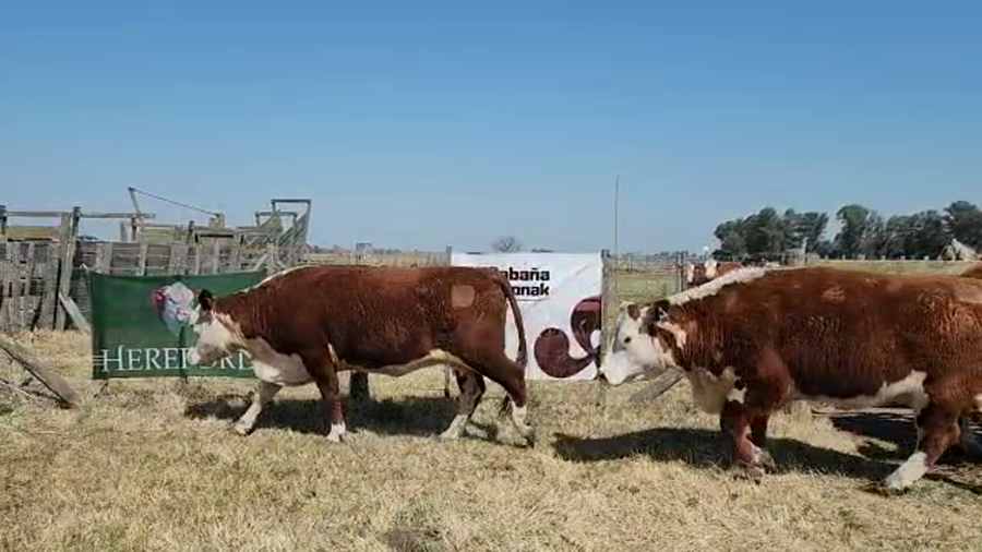 Lote "CABAÑA  AITONAK" VACAS POLLED HEREFORD 2DO PARTO OTOÑO