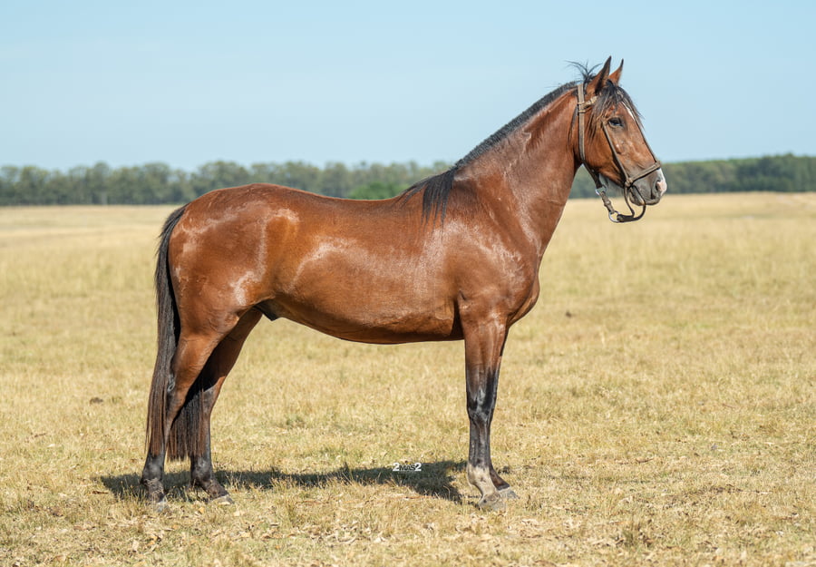 Lote INCHALÁ JUSTICIERO