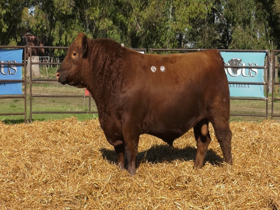 Lote TOROS ANGUS PP