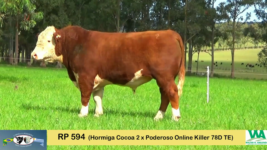 Lote TOROS HEREFORD