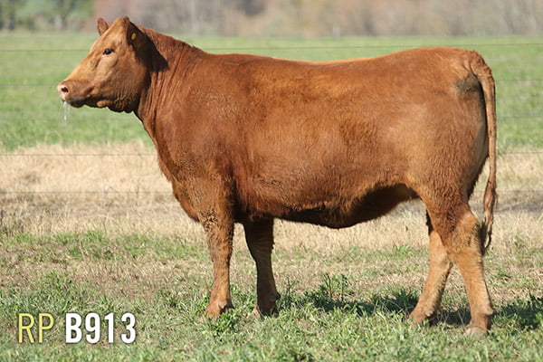 Lote 4 VAQUILLONAS PREÑADAS PURAS DE PEDIGREE