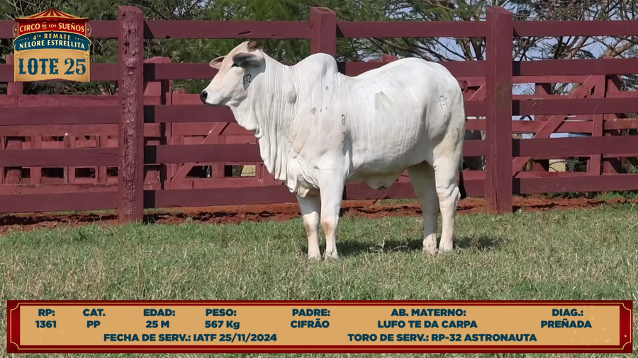 Lote LOTE 25
