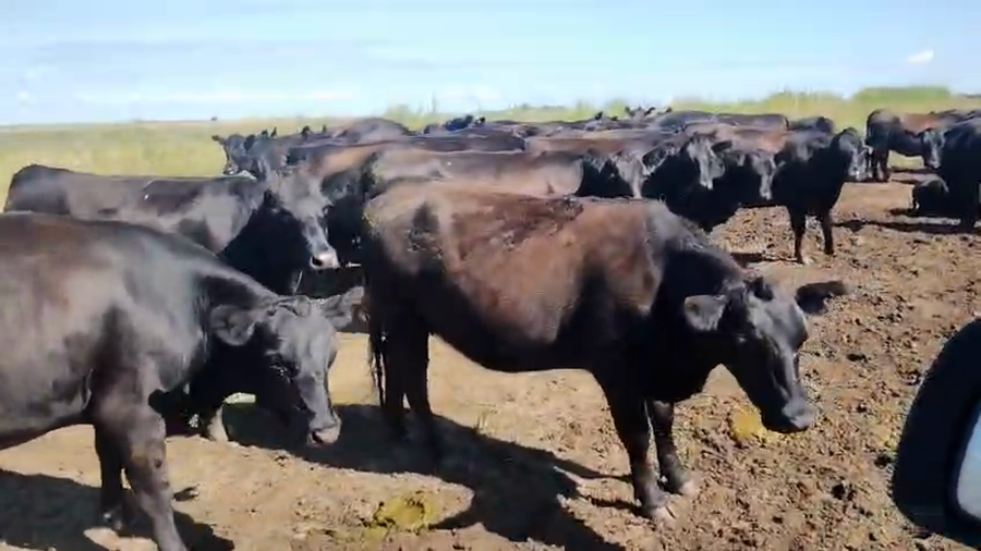 Lote 35 Vaquillonas C/ gtia de preñez en Pehuajó