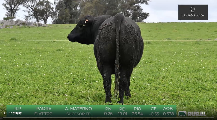 Lote Angus de La Ganadera