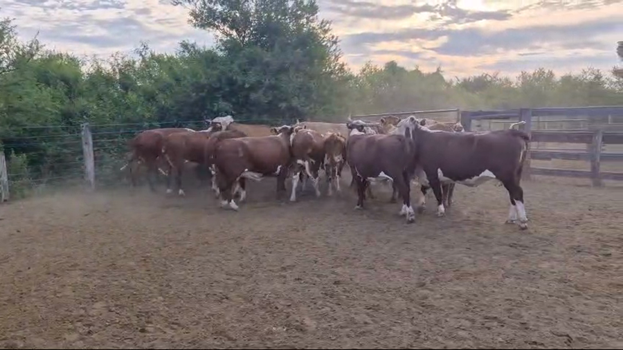 Lote 15 Vacas de invernar en Corrientes, Curuzú-Cuatiá