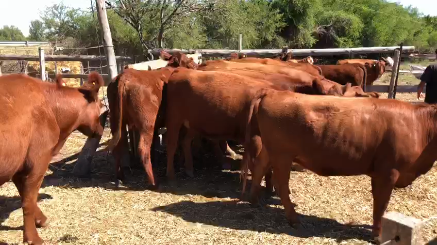 Lote 16 Vaquillonas C/ gtia de preñez