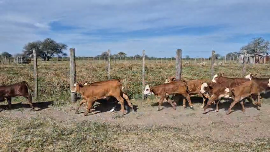 Lote 125 Terneros/as a término en Corrientes, Curuzu Cuatia