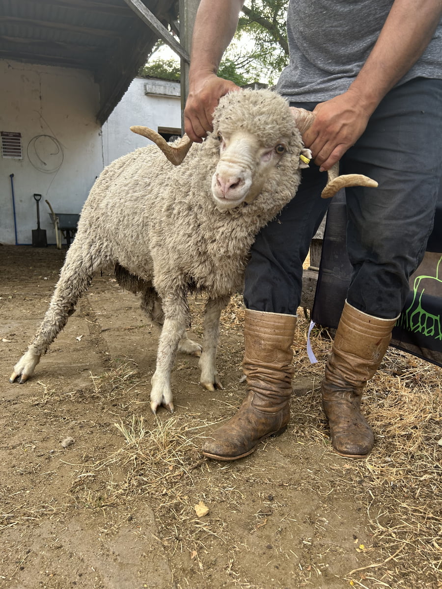 Lote Borrego 2D (MO: Si)
