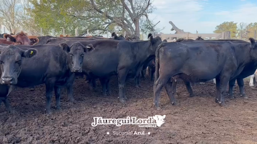 Lote 71 Vacas preñadas