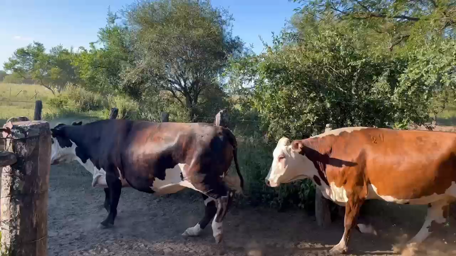 Lote 10 Vacas faena