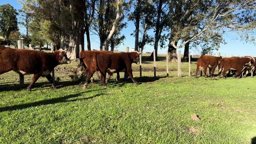 Lote NOVILLOS 2 A 3 AÑOS