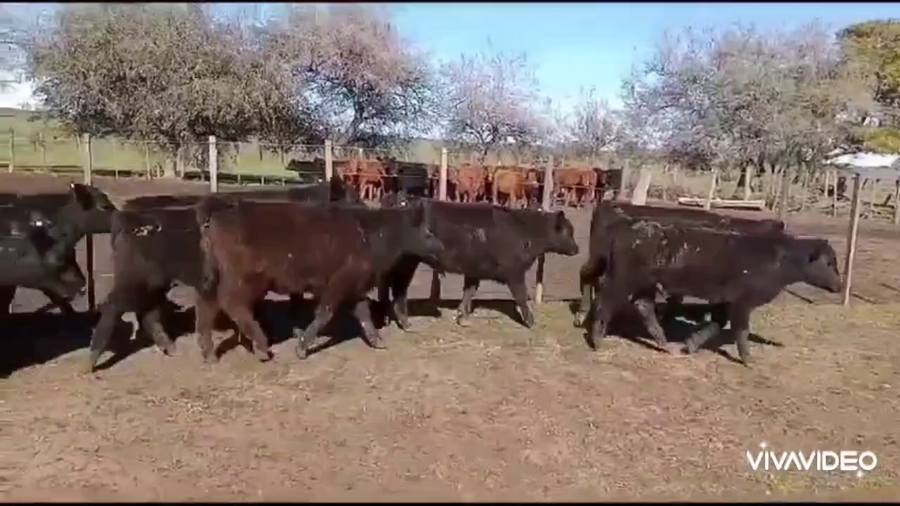 Lote 83 Terneros/as en San Vicente, Buenos Aires