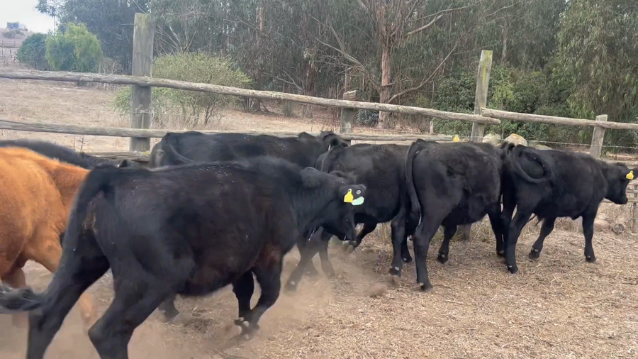 Lote 13 Novillo Engorda en V  Región Valparaíso, Santo Domingo