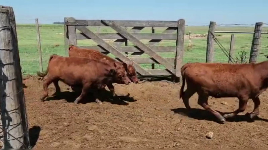 Lote 75 TERNS. HEMBRAS, GUAMINI, PCIA. DE BS. AS.