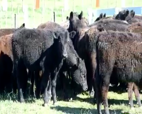 Lote 30 Terneras en Brandsen, Buenos Aires