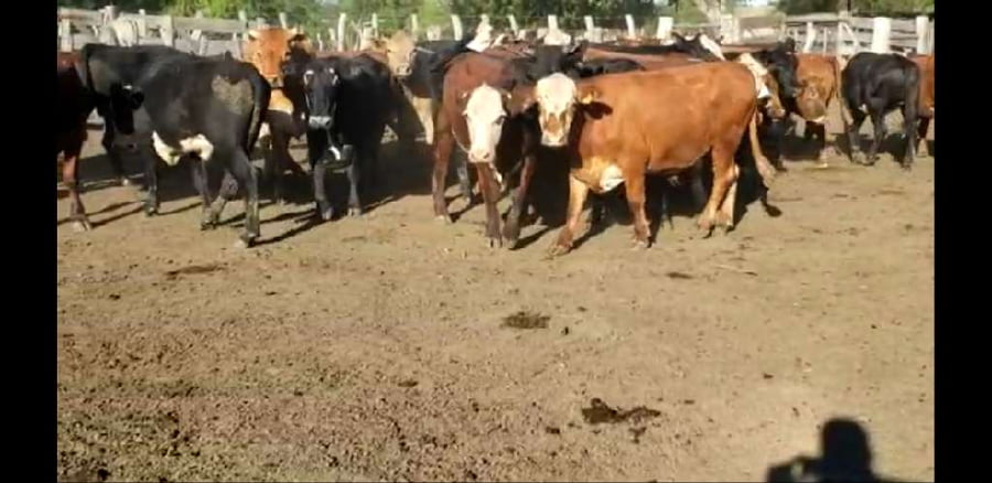 Lote 38 Novillos en Villaguay, Entre Ríos