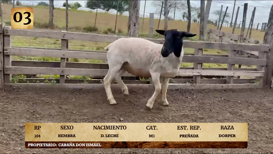 Lote LOTE 3