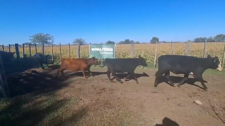 Lote 55 Terneros/as en Buenos Aires, Chivilcoy