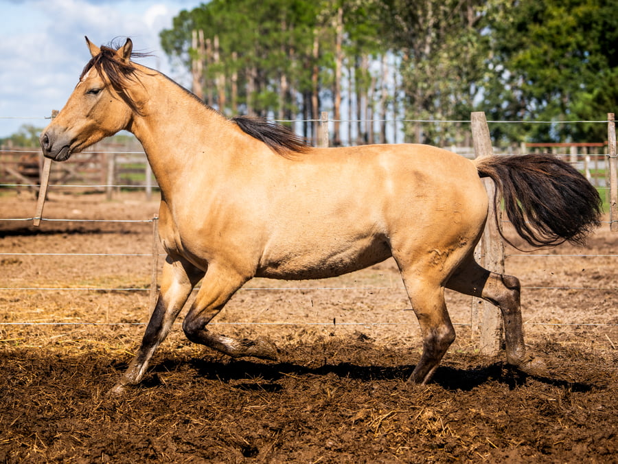 Lote TRES AR ESPERANZA
