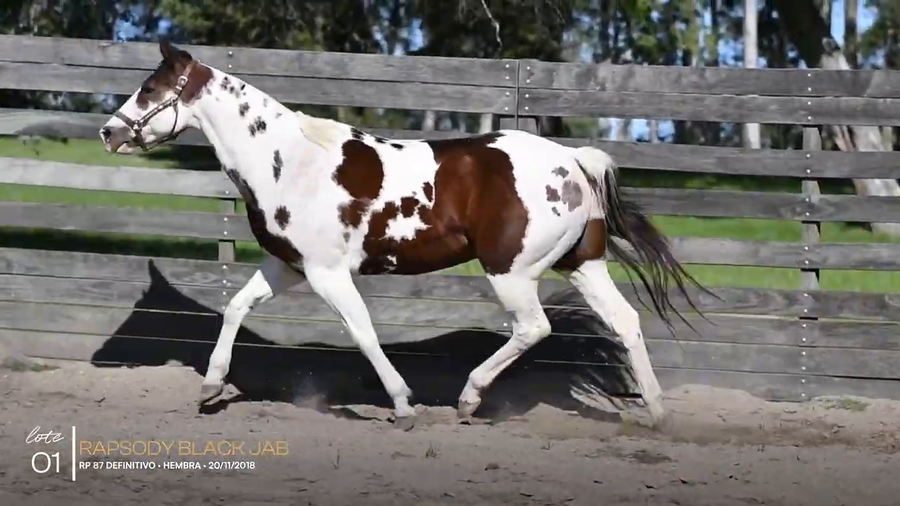 Lote RAPSODY BLACK JAB
