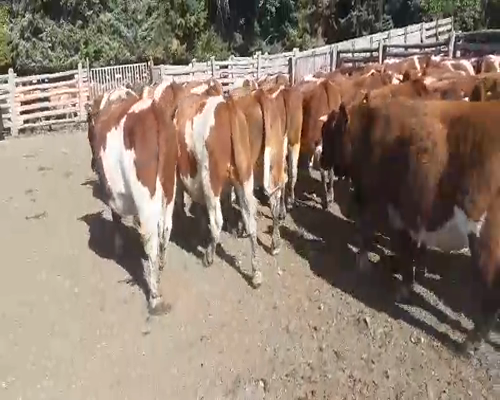 Lote 50 Novillo Engorda en Coyhaique, XI Región Aysén