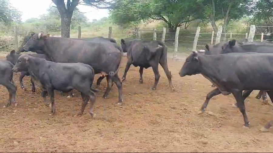 Lote 34 Vacas nuevas C/ cria en Quimilí, Santiago del Estero