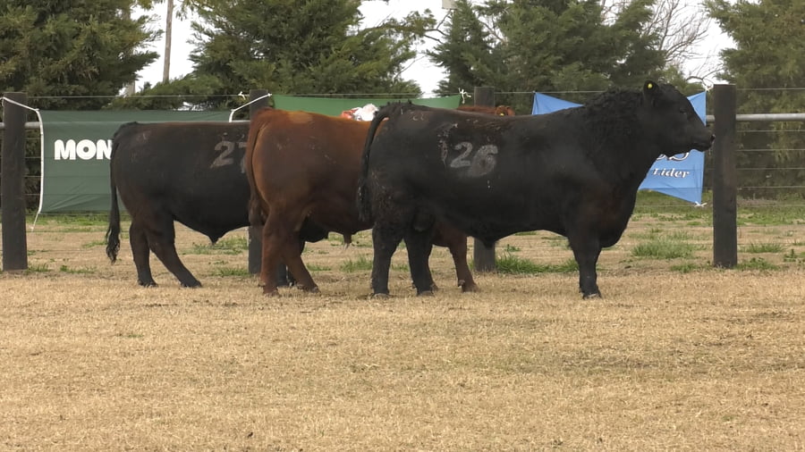 Lote TOROS ANGUS PUROS CONTROLADOS
