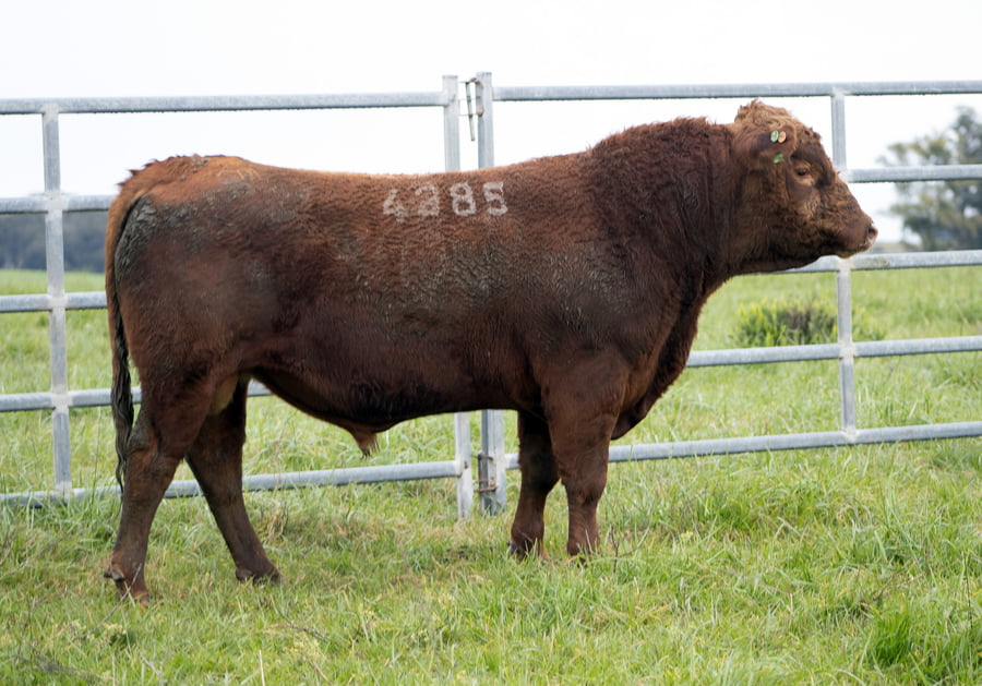 Lote ABERDEEN ANGUS SA - Angus COLORADOS