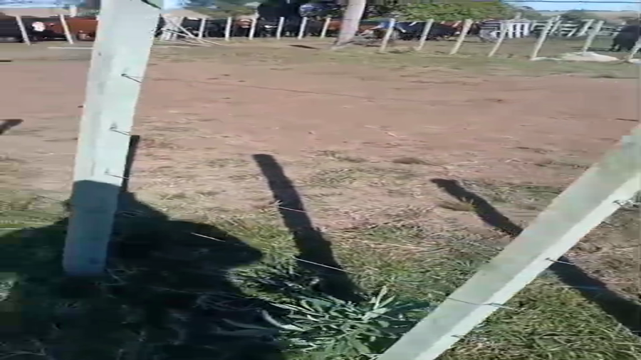 Lote 17 Terneras Raza Carne