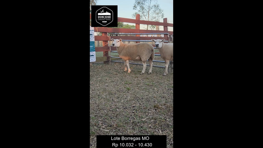 Lote HEMBRAS - LOTE 2