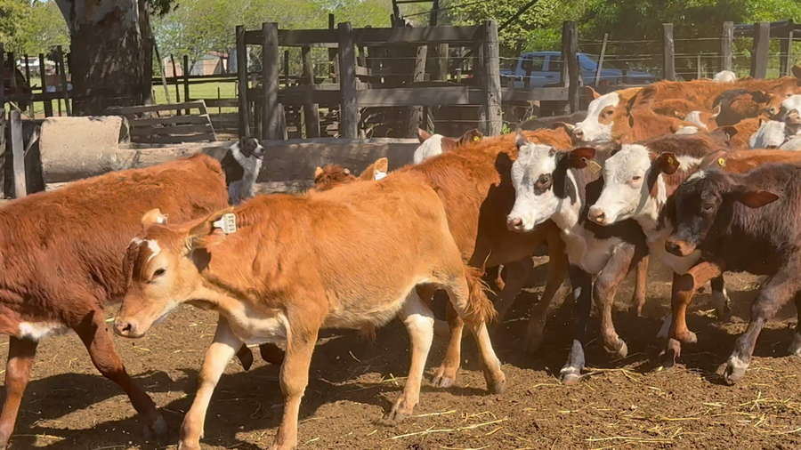Lote 92 Terneros/as en Corrientes, San Cosme